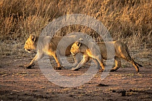 Lion cubs walk in step on track