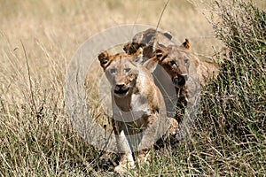 Lion cubs walking through the grass