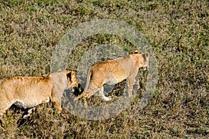 Lion cubs walking in a grass. Serengeti national park, Tanzania