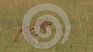Lion cubs walking towards camera