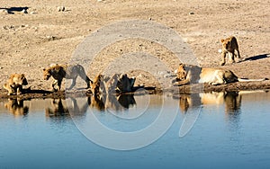 Lion cubs at the waterhole with auntie