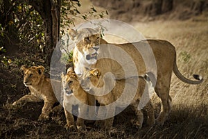 Lion cubs in the wilderness