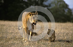 LION D`AFRIQUE panthera leo