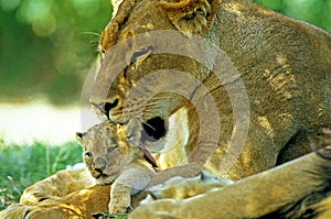 LION D`AFRIQUE panthera leo