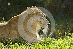 LION D`AFRIQUE panthera leo