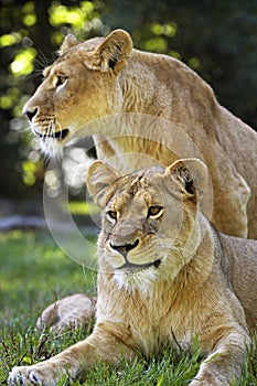 LION D`AFRIQUE panthera leo