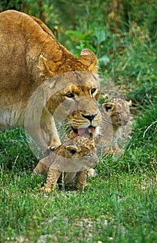 LION D`AFRIQUE panthera leo