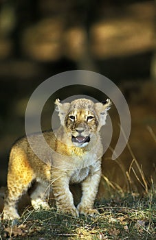 LION D`AFRIQUE panthera leo