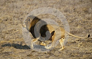 LION D`AFRIQUE panthera leo