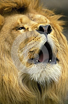 LION D`AFRIQUE panthera leo