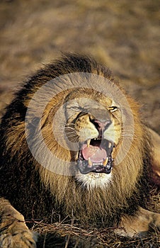 LION D`AFRIQUE panthera leo