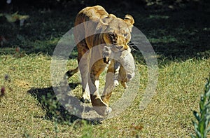 LION D`AFRIQUE panthera leo