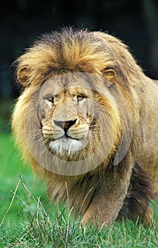 LION D`AFRIQUE panthera leo