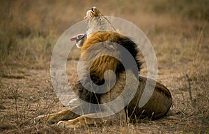 LION D`AFRIQUE panthera leo