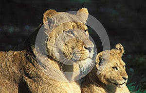 LION D`AFRIQUE panthera leo