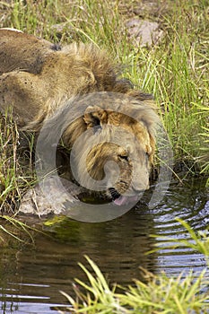 LION D`AFRIQUE panthera leo