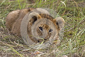 LION D`AFRIQUE panthera leo