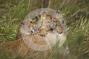 LION D`AFRIQUE panthera leo