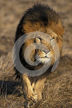 LION D`AFRIQUE panthera leo