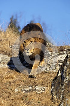 LION D`AFRIQUE panthera leo