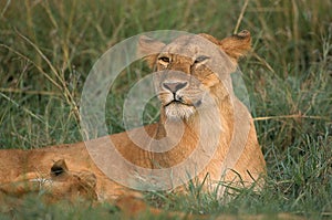 LION D`AFRIQUE panthera leo