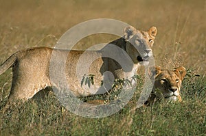 LION D`AFRIQUE panthera leo