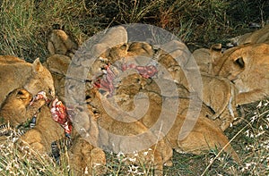 LION D`AFRIQUE panthera leo