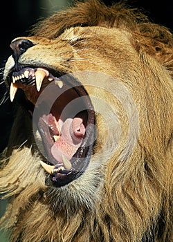 LION D`AFRIQUE panthera leo