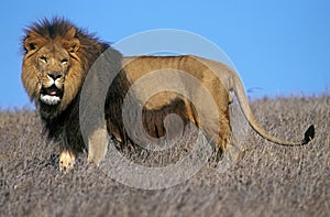 LION D`AFRIQUE panthera leo