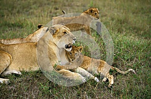 LION D`AFRIQUE panthera leo