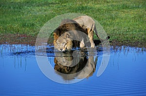 LION D`AFRIQUE panthera leo