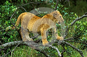 LION D`AFRIQUE panthera leo