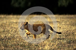 LION D`AFRIQUE panthera leo