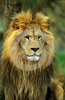 LION D`AFRIQUE panthera leo