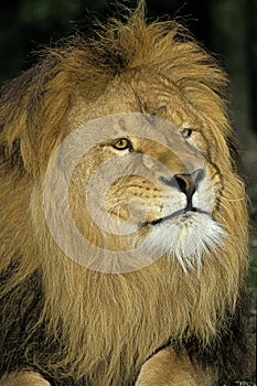 LION D`AFRIQUE panthera leo