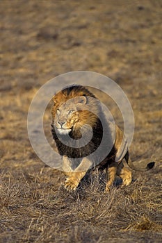 LION D`AFRIQUE panthera leo