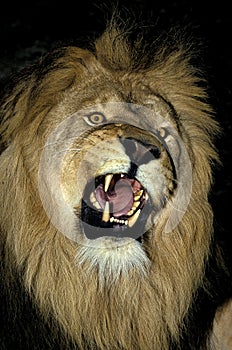 LION D`AFRIQUE panthera leo