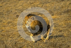 LION D`AFRIQUE panthera leo