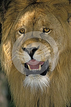 LION D`AFRIQUE panthera leo