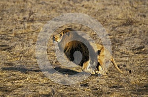 LION D`AFRIQUE panthera leo