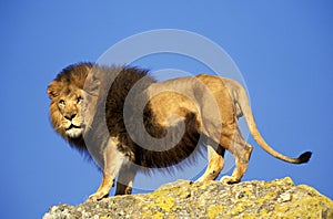 LION D`AFRIQUE panthera leo