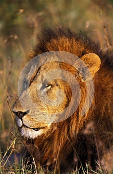 LION D`AFRIQUE panthera leo