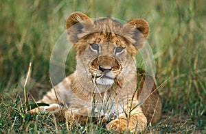 LION D`AFRIQUE panthera leo