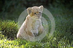 LION D`AFRIQUE panthera leo