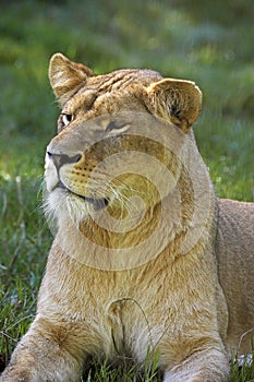 LION D`AFRIQUE panthera leo