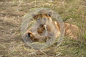 LION D`AFRIQUE panthera leo