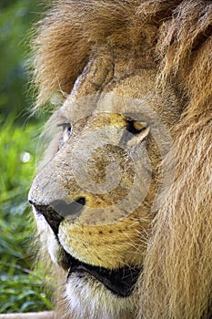 LION D`AFRIQUE panthera leo