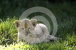 LION D`AFRIQUE panthera leo