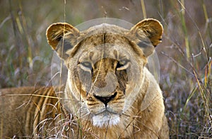 LION D`AFRIQUE panthera leo