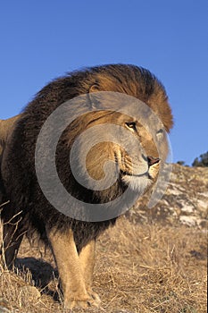 LION D`AFRIQUE panthera leo